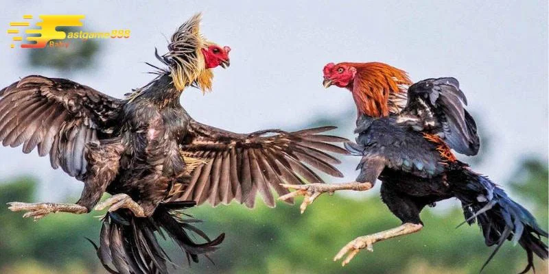 Cách tham gia cá cược đá gà Thomo trực tiếp