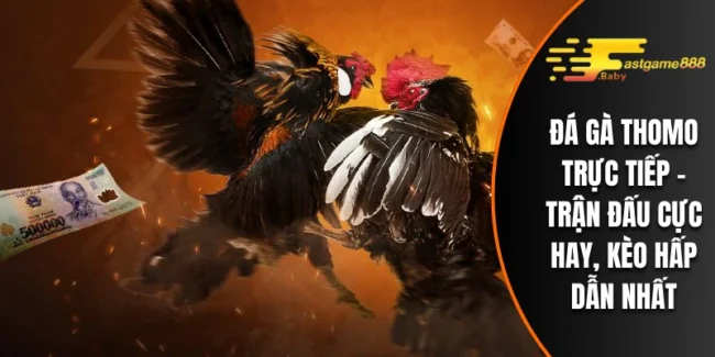 Đá Gà Thomo Trực Tiếp