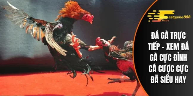 Đá Gà Trực Tiếp