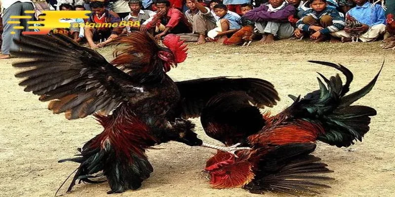 Giới thiệu về đá gà Thomo trực tiếp