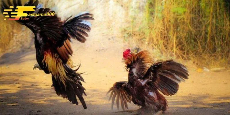 Kinh nghiệm chơi đá gà Thomo trực tiếp hiệu quả