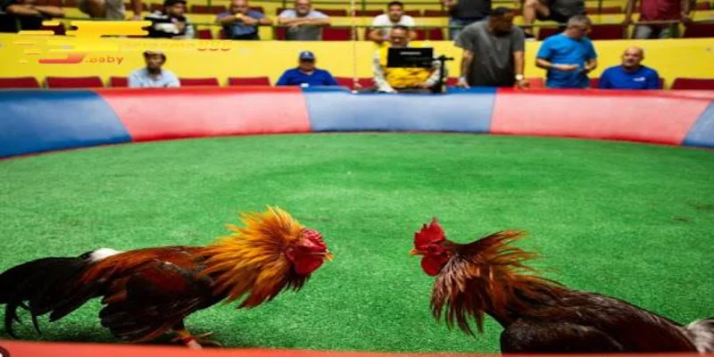 Lưu ý quan trọng khi tham gia đá gà trực tiếp