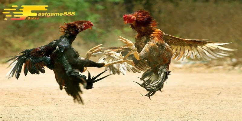 Những lưu ý quan trọng khi cá cược đá gà FASTGAME888