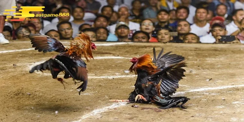 Trải nghiệm cá cược hấp dẫn đá gà FASTGAME888