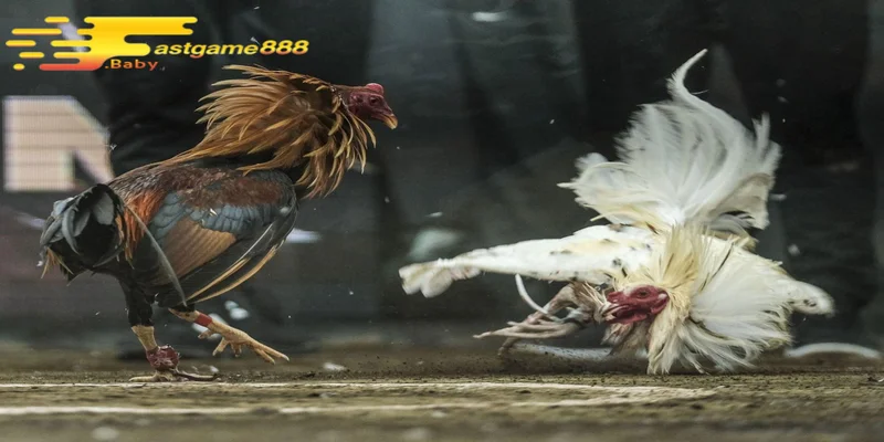 Trải nghiệm đá gà trực tiếp hấp dẫn